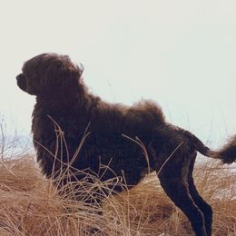 Portuguese Water Dogs from Freestyle Portuguese Water Dogs