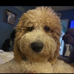 Will - Labradoodle