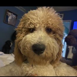Will - Labradoodle