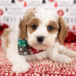Male 2 - Blenheim male Cavapoo puppy in Salt Lake City, Utah from Marlene's Doodles