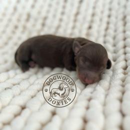Cupcake - Chocolate and tan female Dachshund puppy in Monroe, North Carolina from Dogwood Doxies