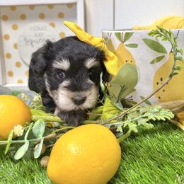 Sable - Black female Miniature Schnauzer puppy in Huntington, Utah from Schnauzers on Robinson Lane