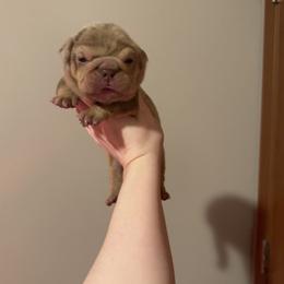 Girl 3 - Chocolate tri-color female Bulldog puppy in Bonney Lake, Washington from Sitka spruce bulldogs