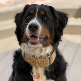 Meadow - Bernese Mountain Dog
