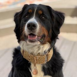 Meadow - Bernese Mountain Dog