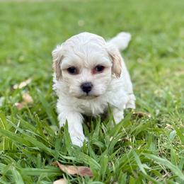 Bichon Frise, Shichon, and Shih Tzu Puppies from Teddy Bears of Arizona