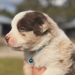 Lion ASDR - Red merle male Australian Shepherd puppy in Orlando, Florida from Skaky Shepherds