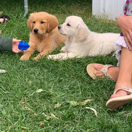 Golden Retriever and Jack Russell Terrier Puppies from VS Golden Fields