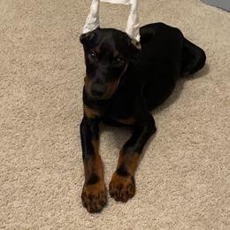 Doberman Pinscher and Labrador Retriever Puppies from Mississippi K9 Kennel
