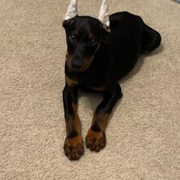 Doberman Pinscher and Labrador Retriever Puppies from Mississippi K9 Kennel