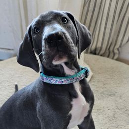 Lizzy - Blue and white female Great Dane puppy in Albany, Oregon from Red Cloud Australian Shepherds and DeGray Great Danes & Bulldogs