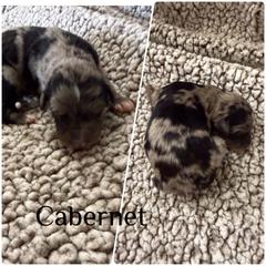 Cabernet - Blue merle male Bordoodle puppy in Republic, Missouri from Holland Hilltop Farm