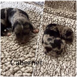Cabernet - Blue merle male Bordoodle puppy in Republic, Missouri from Holland Hilltop Farm