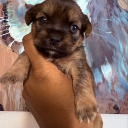 Girl 2 - Black and gold female Shorkie puppy in Florida from Shorkie Land