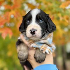 Assorted Doodle Crosses, Aussiedoodle, Australian Mountain Doodle, and Miniature Australian Shepherd Puppies from Aspen Mountain Doodles LLC