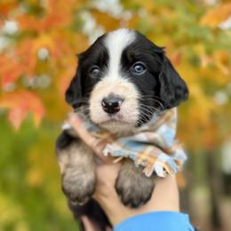 Assorted Doodle Crosses, Aussiedoodle, Australian Mountain Doodle, and Miniature Australian Shepherd Puppies from Aspen Mountain Doodles LLC