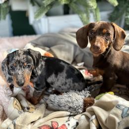 Dachshund Puppies from Cold Mountain Dachshunds