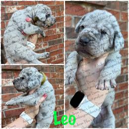 Leo - Merle male Great Dane puppy in Granbury, Texas from Anderson Blau’s Great Danes