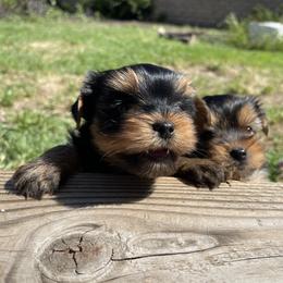 Yorkshire Terriers from WESTWAY Yorkies