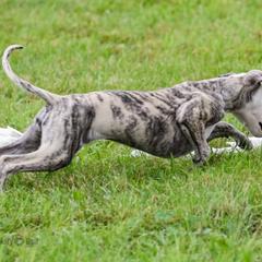 Saluki and Whippet Puppies from Aeolus Salukis & Whippets