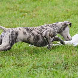 Saluki and Whippet Puppies from Aeolus Salukis & Whippets