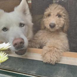 Goldendoodle Puppies from Lundee Doodles