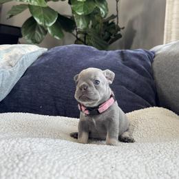 Girl 1 - Tricolors female French Bulldog puppy in Bolingbrook, Illinois from Yara the Frenchie