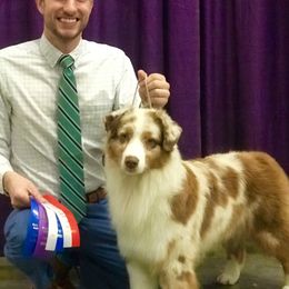 Rue - Australian Shepherd