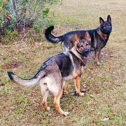 German Shepherd All Grown Up from Cerberus German Shepherds