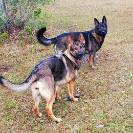 German Shepherd All Grown Up from Cerberus German Shepherds