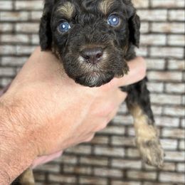 Girl 1 (name pending) - Chocolate female Goldendoodle puppy in Ottawa, Ohio from Simply Beautiful Goldendoodles