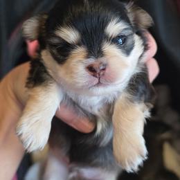 Bay boy 4500 - Black sabled fawn male Chihuahua puppy in Citrus Heights, California from Golden State Chihuahuas