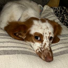 Annie - Dachshund
