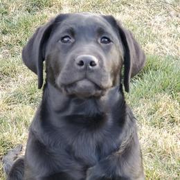 Labrador Retrievers from Naches River Retrievers