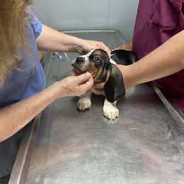 Basset Hound Puppies from 5th Day Farm