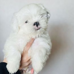 Boy 1 - White male Shih Tzu puppy in Seguin, Texas from Dolled Up Shih Tzus