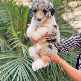 Aussiedoodle, Bernedoodle, Goldendoodle, and Poodle Puppies from Teddy Doodles & Standard Poodles
