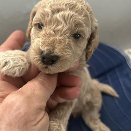 Noel, 3 weeks  old - Cream female Cockapoo puppy in Crawford, Colorado from Saddle Mountain Doodles