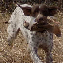 German Shorthaired Pointers from Apple River Sporting and Detection Dogs