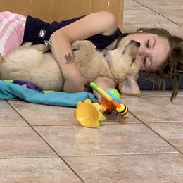 Golden Retriever Puppies from Lake Champlain Goldens