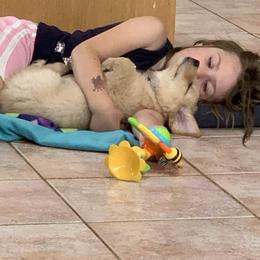 Golden Retriever Puppies from Lake Champlain Goldens