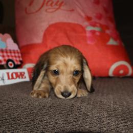 Girl 2 - Wild boar and cream female Dachshund puppy in Stilwell, Oklahoma from Bidding Creek Dachshunds