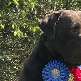 Labrador Retrievers from Rustic Ridge Labradors