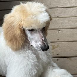 Poodles from Jewels Mtn Poodles