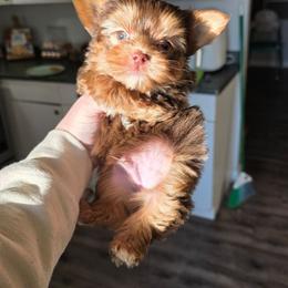 Chocolate Male - Chocolate, tan and white male Yorkshire Terrier puppy in Lakeland, Florida from You Me & The Yorkies