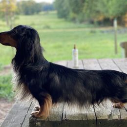 Dachshund All Grown Up from Hicks Haus Dachshunds