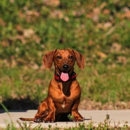 Whiskey - Dachshund