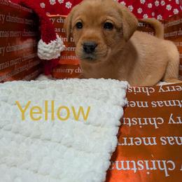 Yellow - Yellow female Labrador Retriever puppy in Parma, Idaho from Campbell Valley Labradors