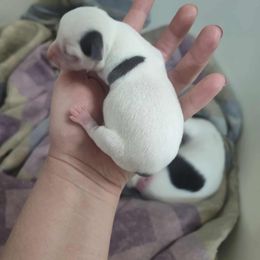 Boy 1 - Blue and white male Chihuahua puppy in Murphy, North Carolina from Karolina Kennels