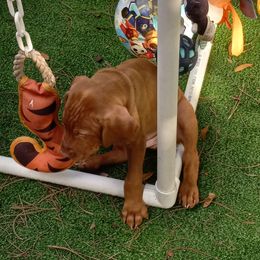Vizsla Puppies from Char's Vizslas
